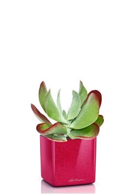 Каланхоэ тирсифолия Ред  Липс 12/20 см в CUBE GLOSSY KISS 14, вишнево-розовый блестящий