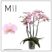 Фаленопсис 4 ствола Marvellous Light Pink 50+ (the Orchid Gro d17 см h70 см Фаленопсис 4 ствола Marvellous Light Pink 50+ (the Orchid Gro d17 см h70 см
