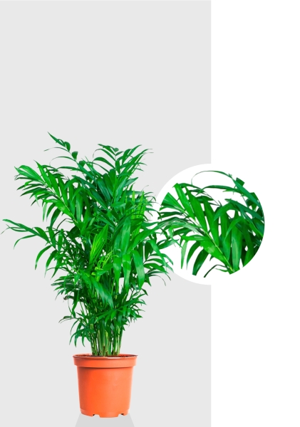 Хамедорея 21/90 см