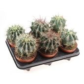 Ферокактус микс d12 см h18 см Ферокактус микс d12 см h18 см