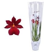 Орхидея Камбрия 2 ствола d12 см h55 см тип 3
