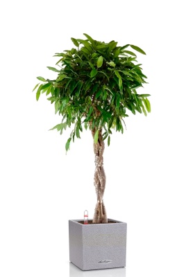 Фикус Амстел Кинг переплетенный 30/140 см в CANTO STONE LOW 40