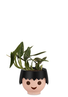 Филодендрон Кобра 12 см в OJO