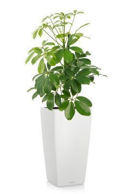 Шеффлера Нора в CUBICO COLOR 22, белый