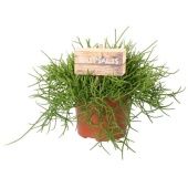 Рипсалис Кассута d10.5 см h15 см