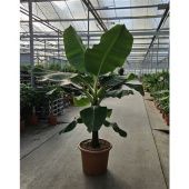 Банан Dwarf Cavendish d55 см h260 см Банан Dwarf Cavendish d55 см h260 см