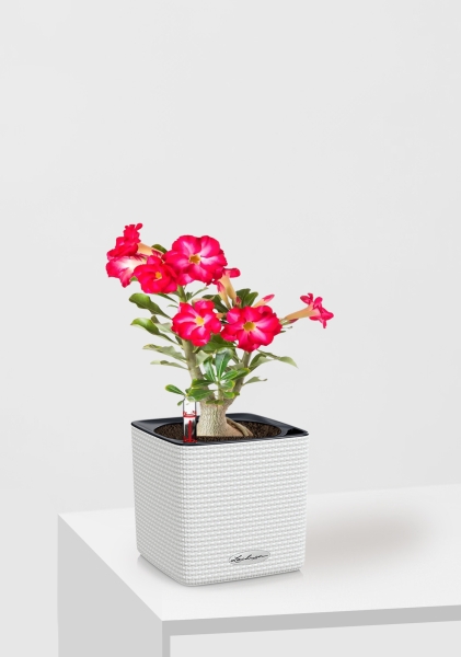 Адениум Пинк Стар 13/25 см в CUBE COLOR 16 Адениум Пинк Стар 13/25 см в CUBE COLOR 16