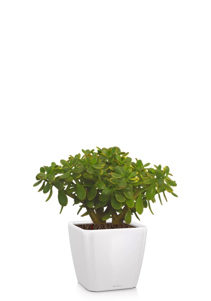 Крассула Овата Сансет 29/45 см в QUADRO LS 35 Крассула Овата Сансет 29/45 см в QUADRO LS 35