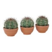 Мелокактус d13 см h20 см Мелокактус d13 см h20 см