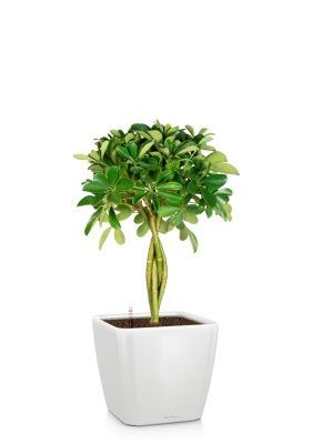 Шеффлера Нора 21/75 см в QUADRO LS 28, белый блестящий