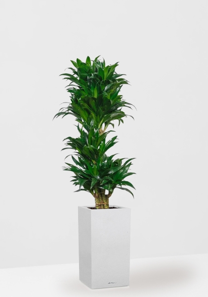 Драцена Компакта бранч 34/150 см в CANTO STONE HIGH 40