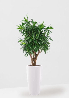 Драцена Песнь Ямайке 27/90 см в  RONDO 32