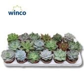 Эхеверия микс d8.5 см h10 см тип 3