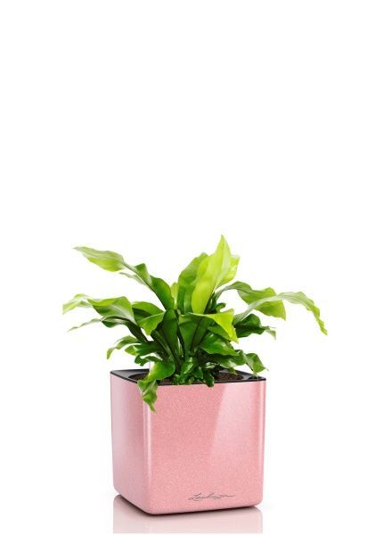 Асплениум Нидус 12/25 в CUBE GLOSSY KISS 14