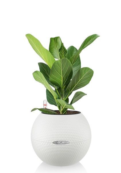 Фикус Бенгальский Одри в PURO 20