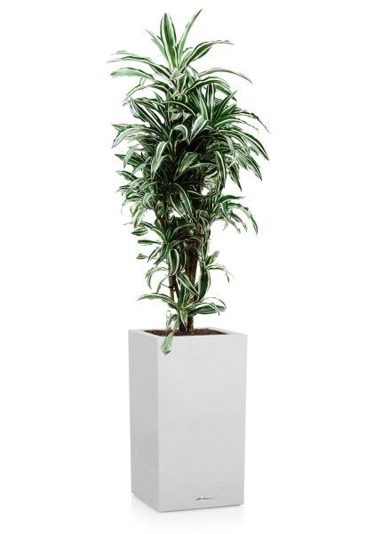 Драцена Варнески бранч 27/130 см в CANTO STONE HIGH 40