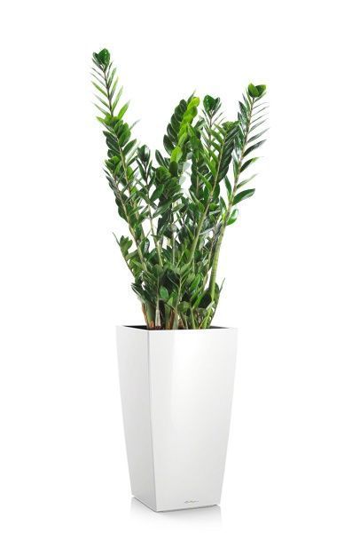 Замиокулькас 21/110 см в CUBICO 30