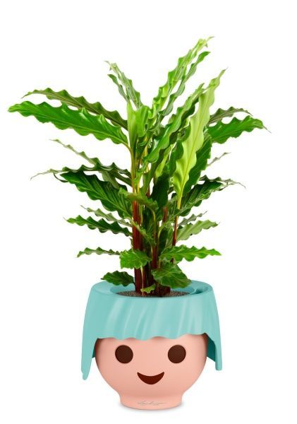 Калатея Руфибарба 12/50 см в OJO