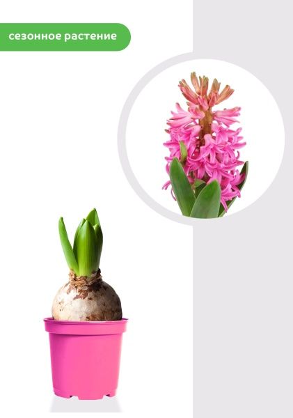 Гиацинт цветной микс 7 см, 1 луковица