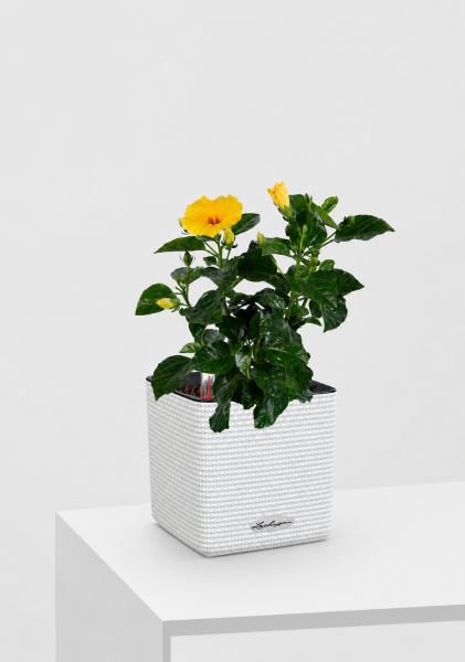 Гибискус 12/20 см в CUBE COLOR 14 Гибискус 12/20 см в CUBE COLOR 14