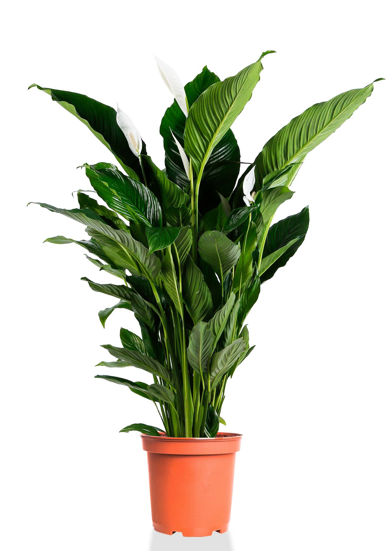 Спатифиллум Сенсейшн 24/130 см Спатифиллум Сенсейшн 24/130 см