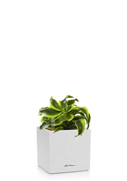 Драцена Торнадо в CANTO STONE 14 Драцена Торнадо в CANTO STONE 14