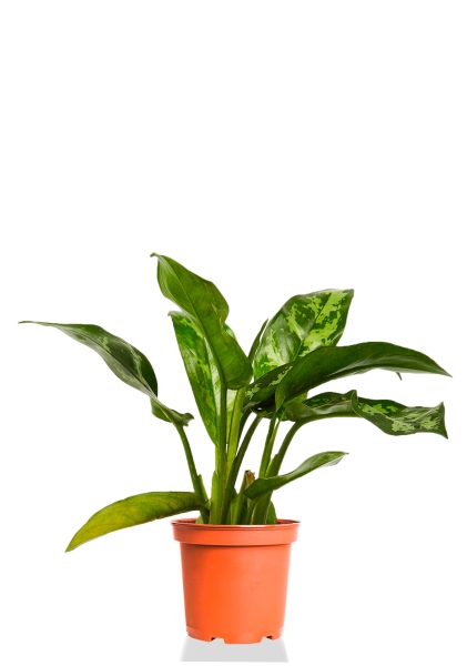 Аглаонема Цитронелле 12/30 см