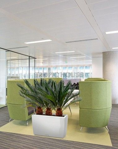 Цикас в CARARO 75 Цикас в CARARO 75