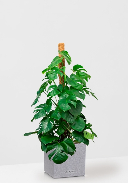 Монстера на опоре 27/150 см в CANTO STONE LOW 40