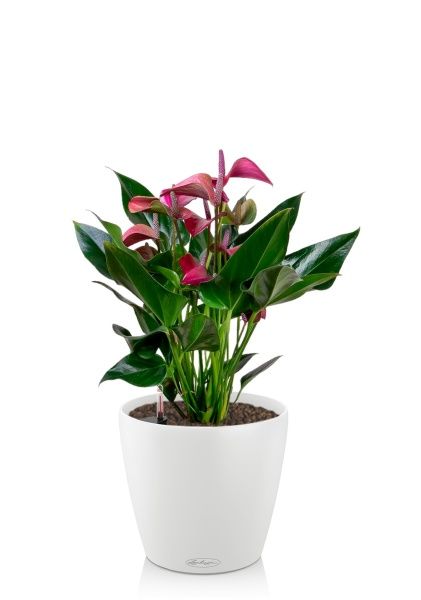 Антуриум Андрианум пурпурный 17/55 см в CLASSICO 18