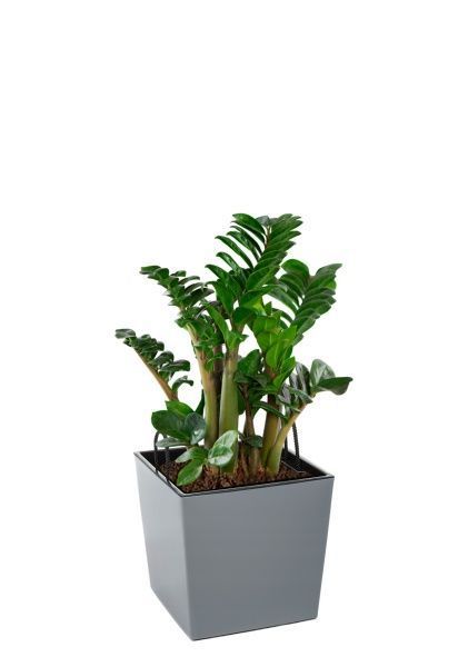 Замиокулькас Зензи 14/50 см в LAMELA Juka 19x19