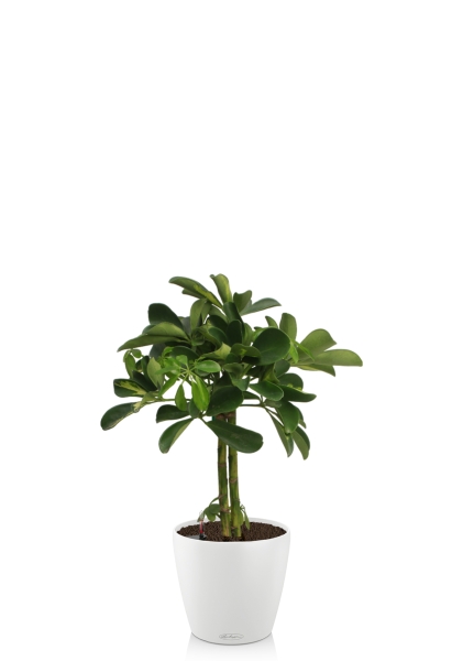 ШеффШеффлера Голд Капелла штамб 12/40 см в CLASSICO COLOR 18