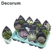 Суккуленты микс Decorum d8.5 см h18 см