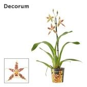 Орхидея Камбрия Ренисанс белый 1 ствол (decorum) d12 см h60 см