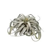 Тилландсия Xerographica Xl d35 см h30 см
