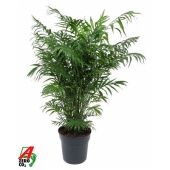 Хамедорея Элеганс d24 см h100 см Хамедорея Элеганс d24 см h100 см