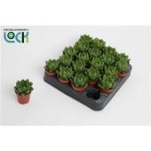 Хавортия Купери d5.5 см h10 см