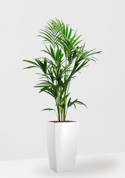 Ховея Кентия 24/150 см в CUBICO 30