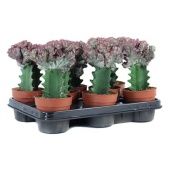 Эуфорбия Лактея Кристата d10.5 см h30 см