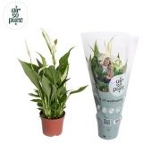 Спатифиллум Перл Купидо 3+ цветов d9 см h35 см