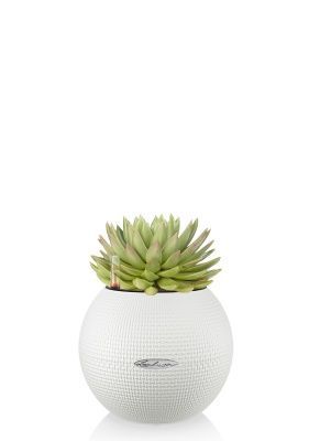 Эхеверия Цветной микс в PURO 20, белый