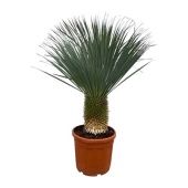 Юкка Рострата d55 см h160 см Юкка Рострата d55 см h160 см