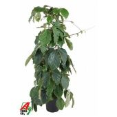 Тетрастигма d24 см h120 см