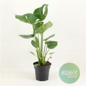 Монстера Делициоза d17 см h60 см тип 2