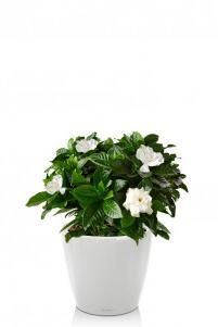 Гардения Жасминовидная CLASSICO LS 21/30 см, Белый блестящий