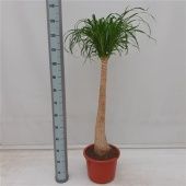 Нолина 1 ствол d32 см h130 см Нолина 1 ствол d32 см h130 см