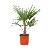 Трахикарпус Форчуна d21 см h100 см