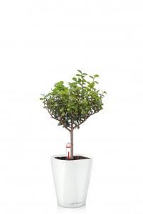 Мирсина MINI-DELTINI 10/30 см Белый блестящий Мирсина MINI-DELTINI 10/30 см Белый блестящий