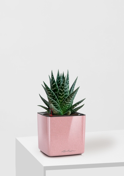 Алоэ Тики Таки 10/20 см в CUBE GLOSSY KISS 14