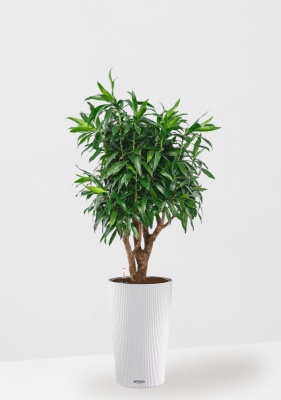 Драцена Песнь Ямайке 27/90 см в CILINDRO 32